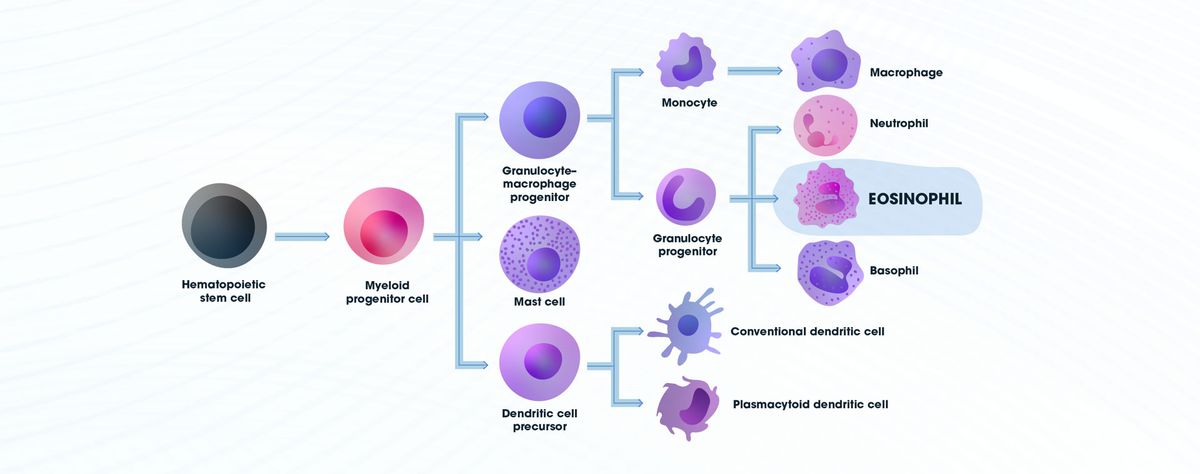 Diagram showing the differentiation pathway for the development of eosinophils with the other cell types in the pathway indicated.