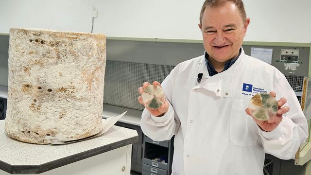Dr Paul Dyer holding petri dishes, standing next to a bulk of blue cheese. 
