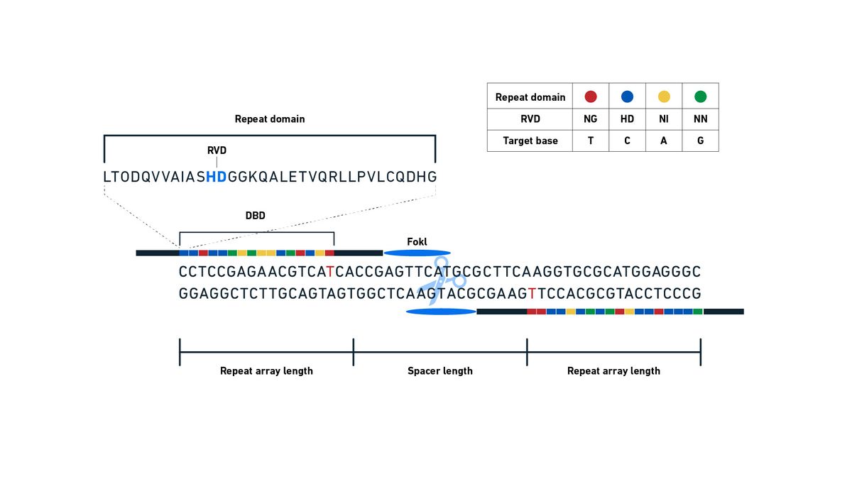 Schematic diagram showing TALEN structure, recognition sequences and cutting. Repeat domains each contain RVDs that can be arranged into an array to recognize a specific DNA sequence. When they bind successfully as a dimer, the FokI nuclease is activated and cuts the DNA, producing a DSB.